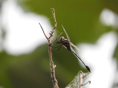 Brechmorhoga praecox