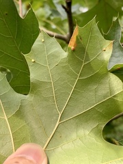 Zopheroteras