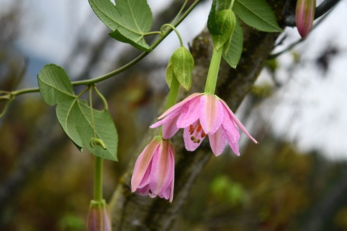 Passiflora tarminiana