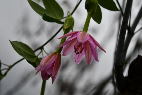 Passiflora tarminiana