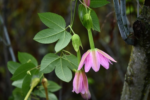Passiflora tarminiana