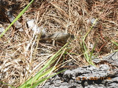 Sceloporus subniger