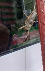 Nesoecia nigrispina
