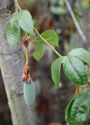 Passiflora tarminiana