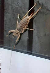 Nesoecia nigrispina