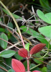 Peperomia consoquitlana