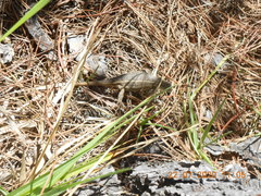 Sceloporus subniger