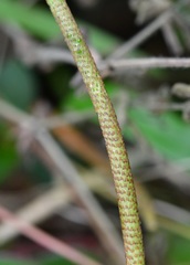 Peperomia consoquitlana