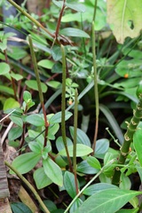 Peperomia consoquitlana