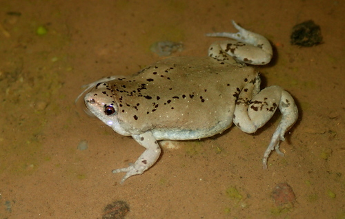 Mazatlan Narrow-mouthed Toad