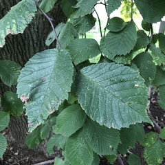 Ulmus glabra camperdownii