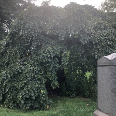 Ulmus glabra camperdownii