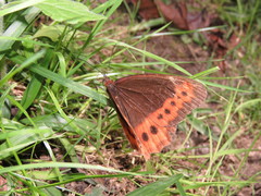 Oxeoschistus simplex