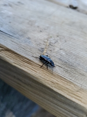 Pterostichus adstrictus