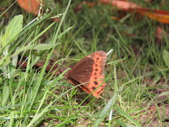 Oxeoschistus simplex