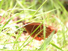 Oxeoschistus simplex