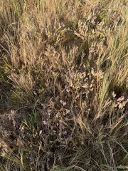 Chloropyron maritimum canescens