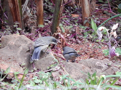 Microspingus cinereus