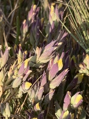 Chloropyron maritimum canescens