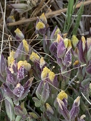 Chloropyron maritimum canescens