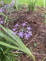 Tulbaghia violacea
