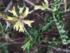 Astragalus strigulosus
