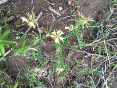 Astragalus strigulosus