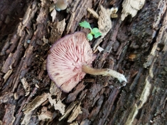 Callistosporium purpureomarginatum