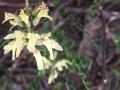 Astragalus strigulosus