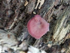 Callistosporium purpureomarginatum