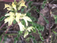 Astragalus strigulosus