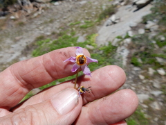 Primula subalpina