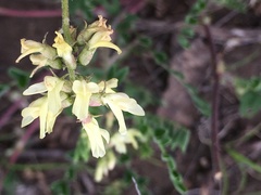 Astragalus strigulosus