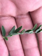 Astragalus strigulosus