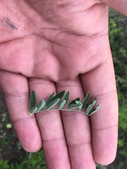 Astragalus strigulosus