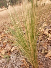 Poa cita