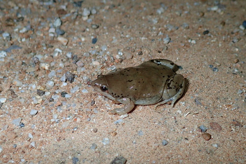 Mazatlan Narrow-mouthed Toad