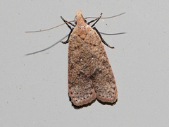 Dichomeris ventrellus