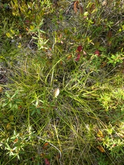 Carex wiegandii