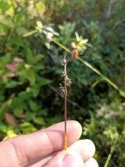 Carex wiegandii