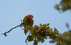 Psittacara erythrogenys