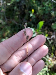 Carex wiegandii