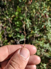 Carex wiegandii