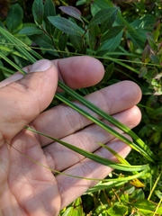 Carex wiegandii
