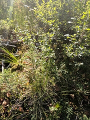 Piptatheropsis canadensis