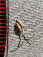 Piptatheropsis canadensis