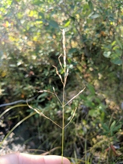 Piptatheropsis canadensis