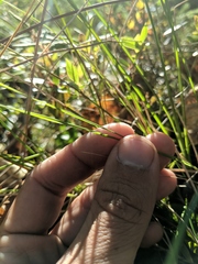 Piptatheropsis canadensis