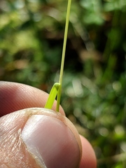Piptatheropsis canadensis