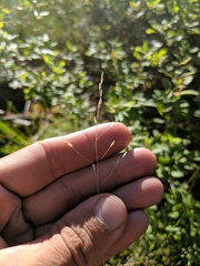 Piptatheropsis canadensis